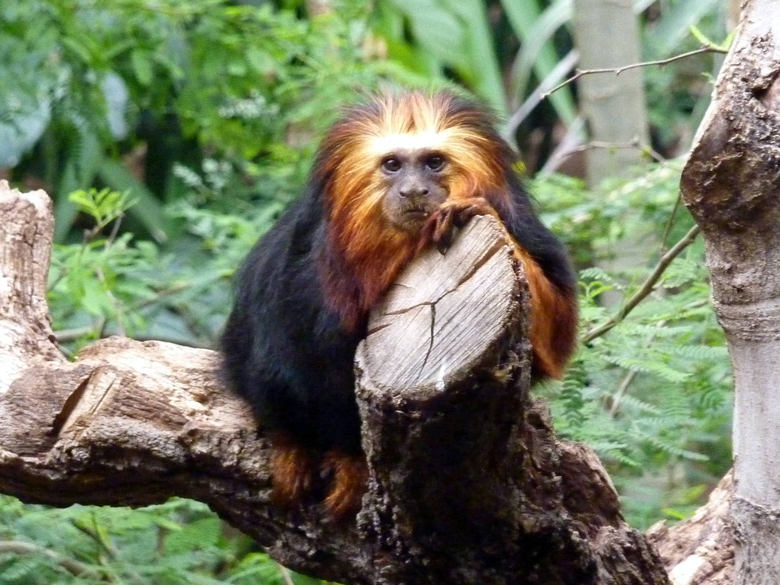 Golden Headed Lion Tamarin