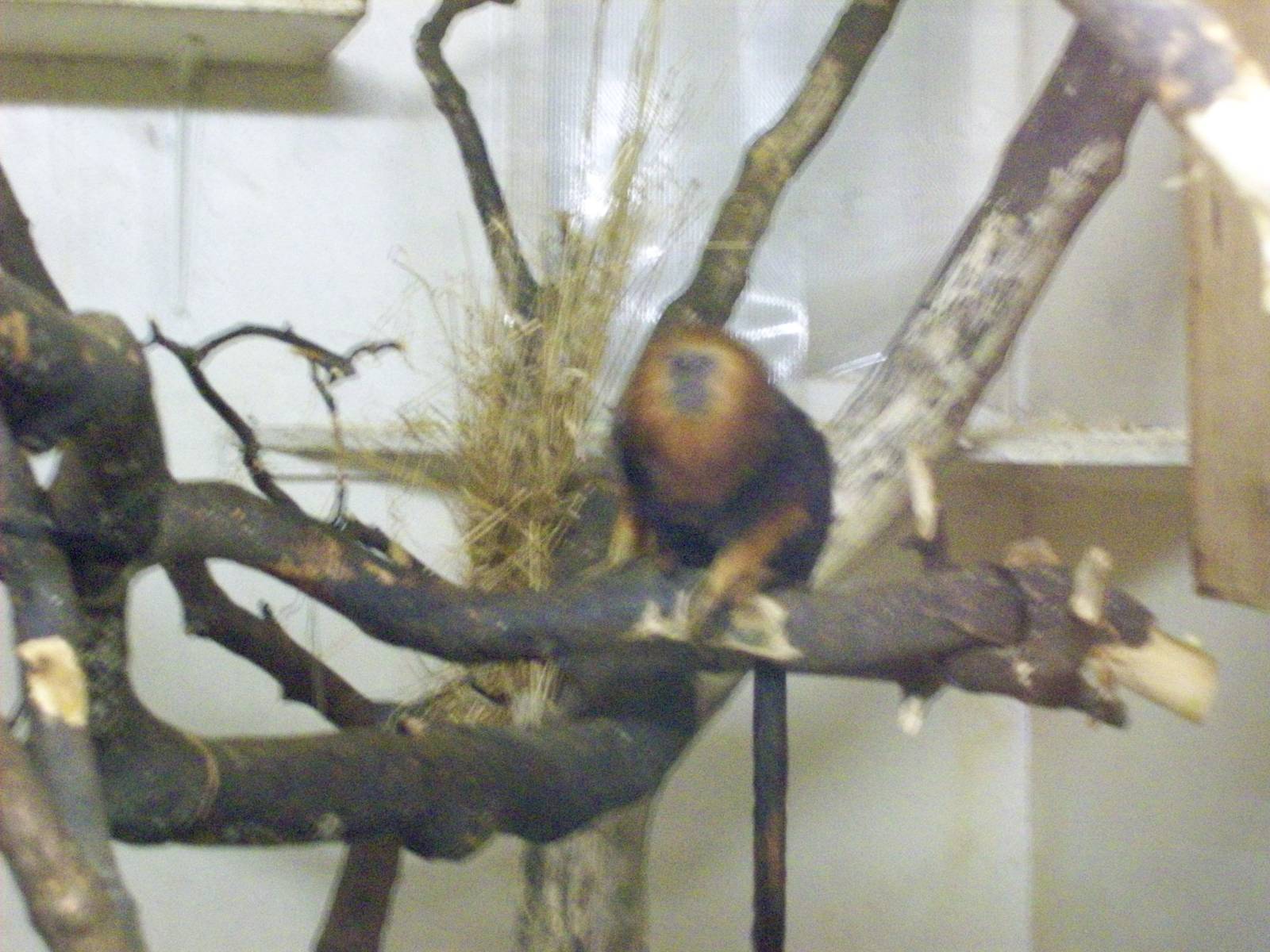 golden headed lion tamarin
