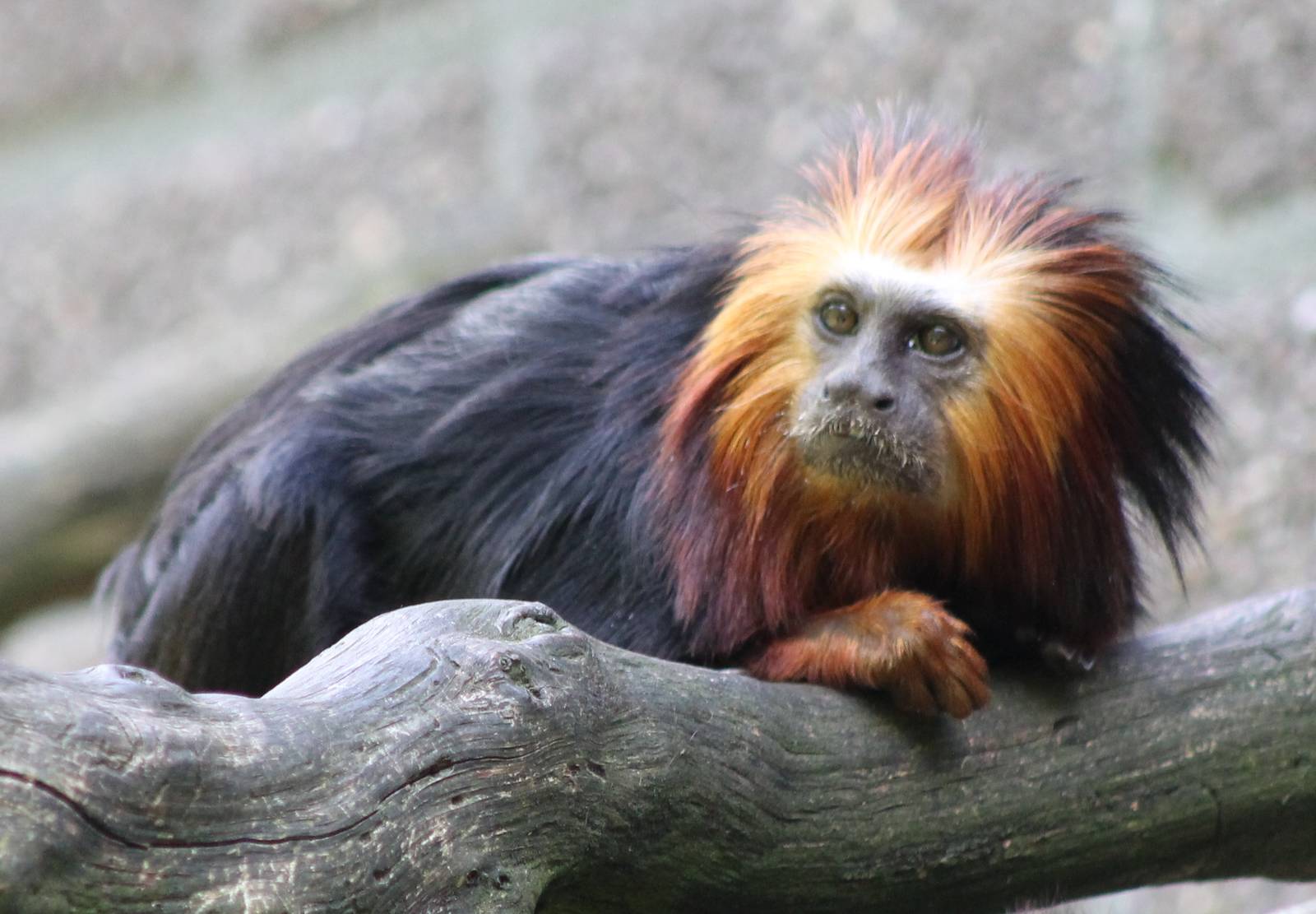 Golden-headed Lion tamarin