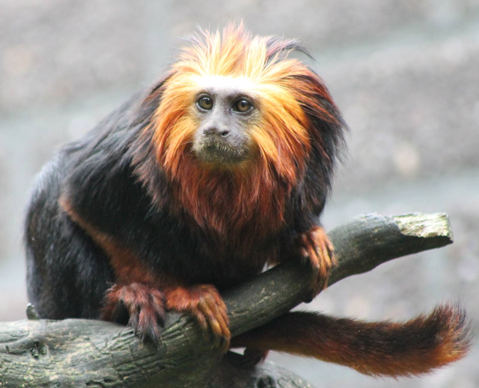 Golden-headed lion tamarin