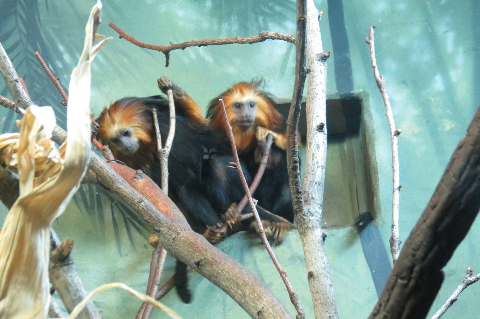 Golden Headed Lion Tamarin