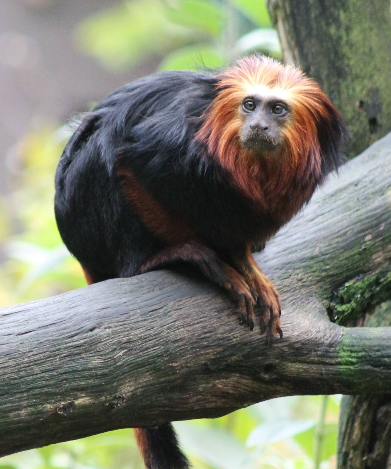 Golden-headed lion tamarin