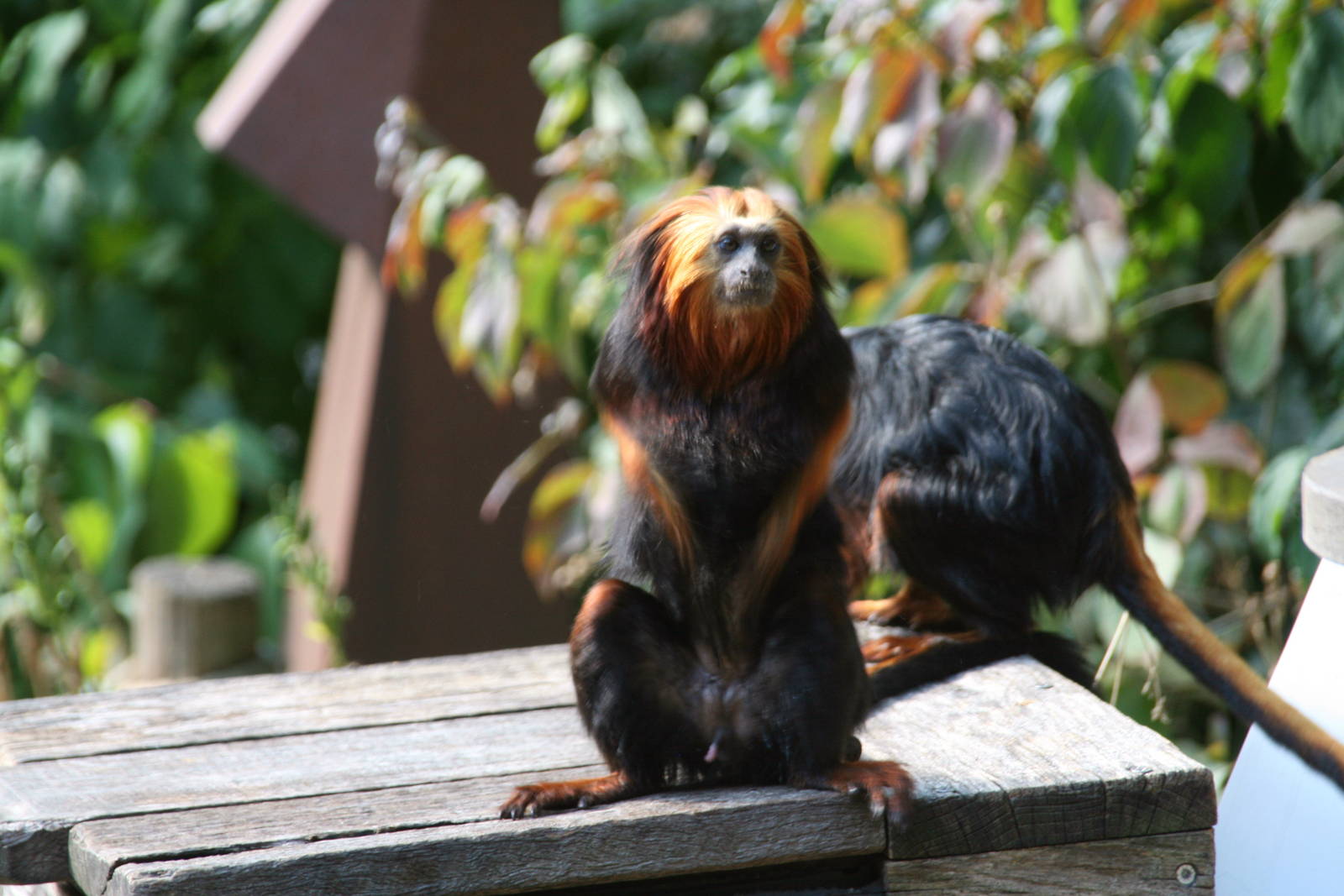 Golden-headed lion tamarin
