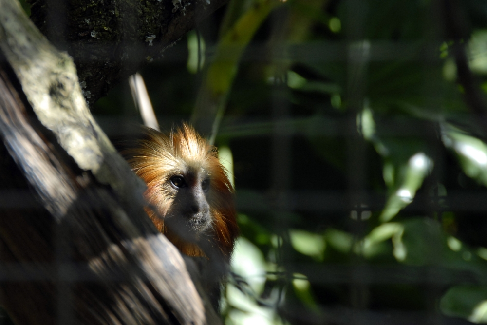 Golden-Headed Lion Tamarin