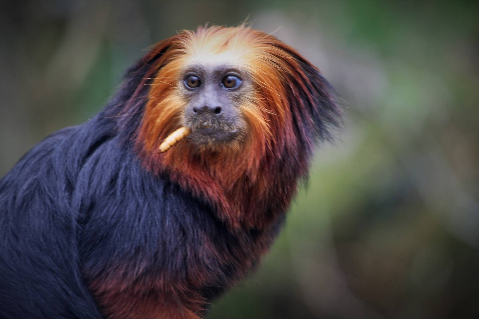 Golden Headed Lion Tamarin.