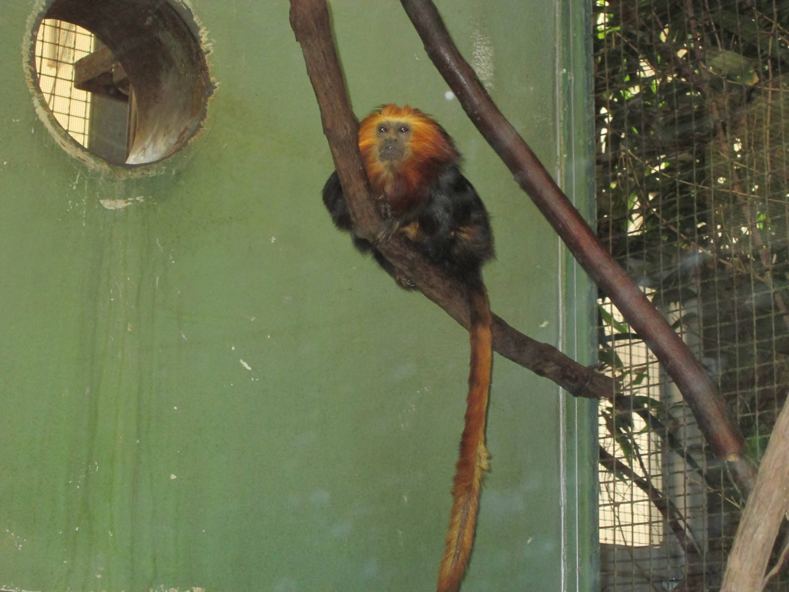 Golden-Headed Lion Tamarin