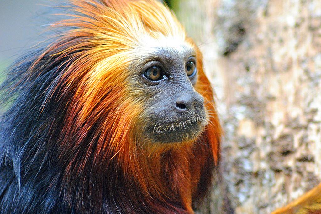 Golden-headed lion tamarin