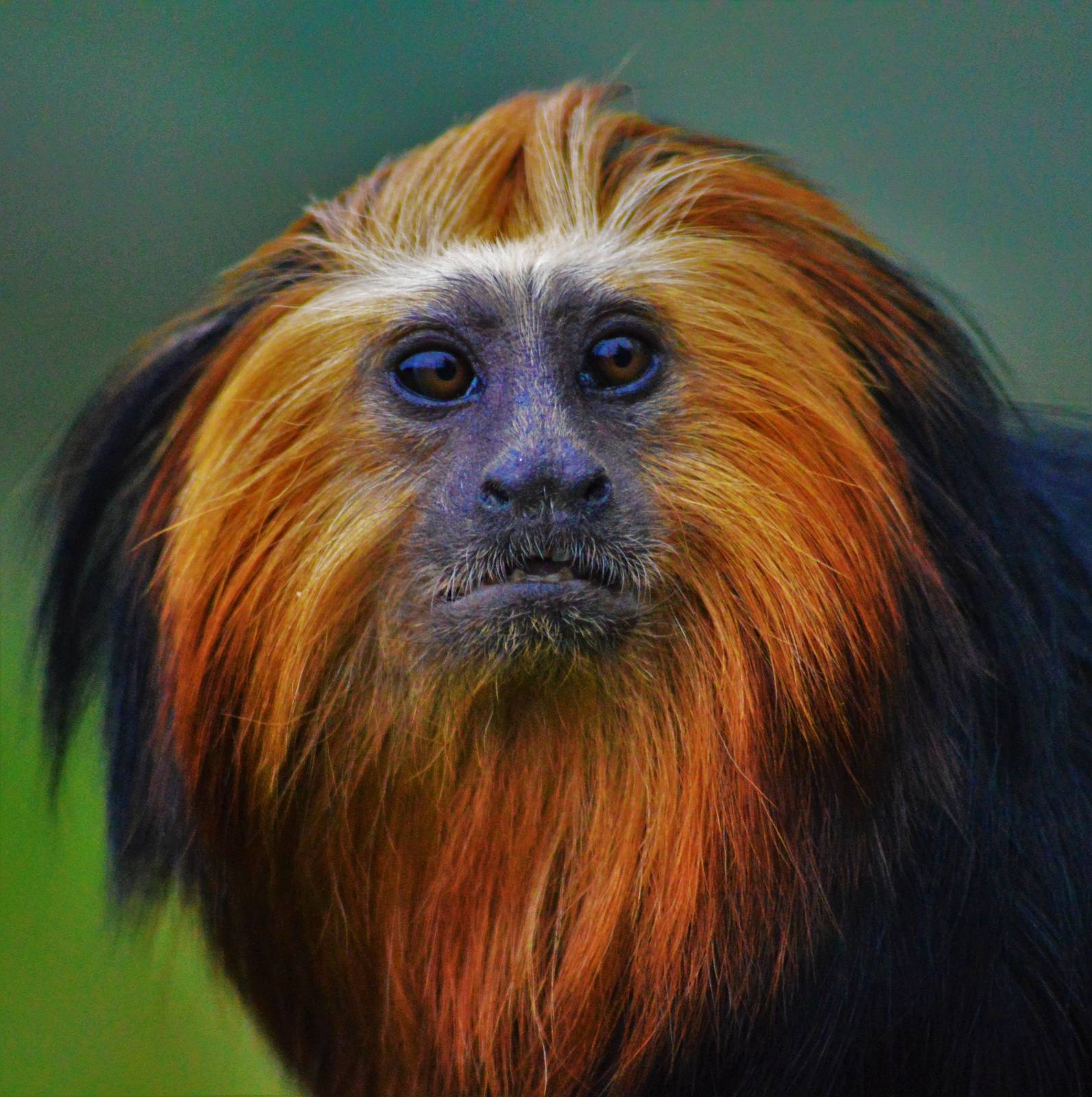 Golden Headed Lion Tamarin