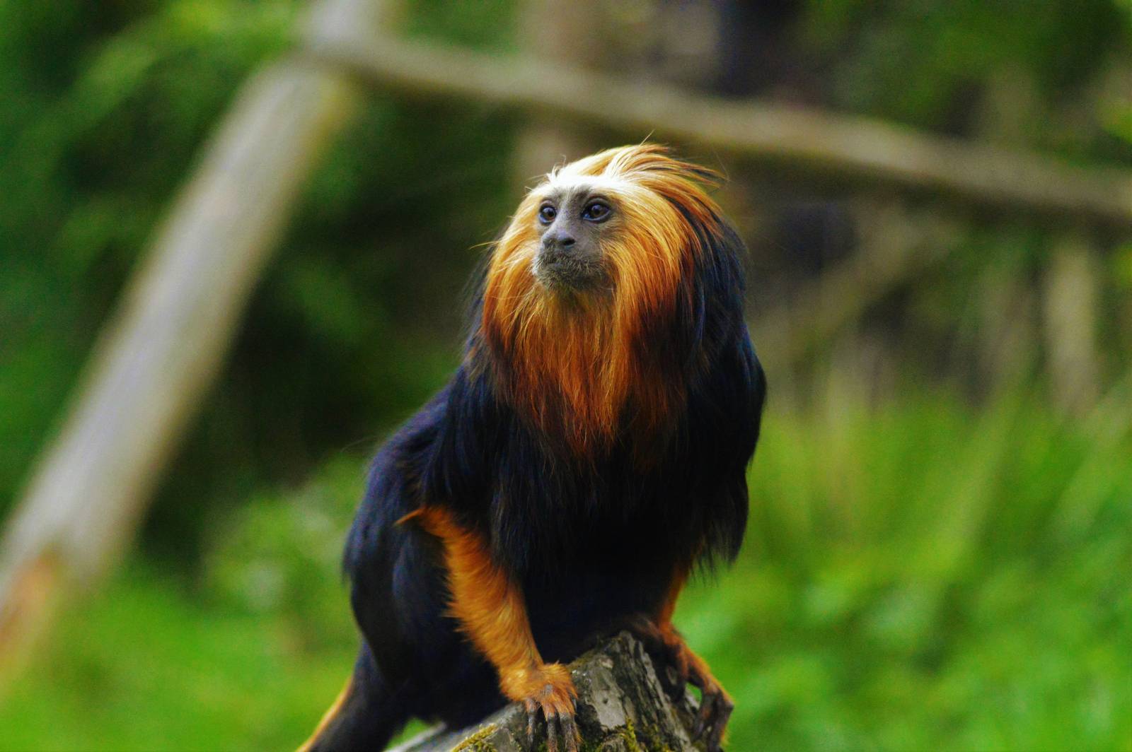 Golden Headed Lion Tamarin