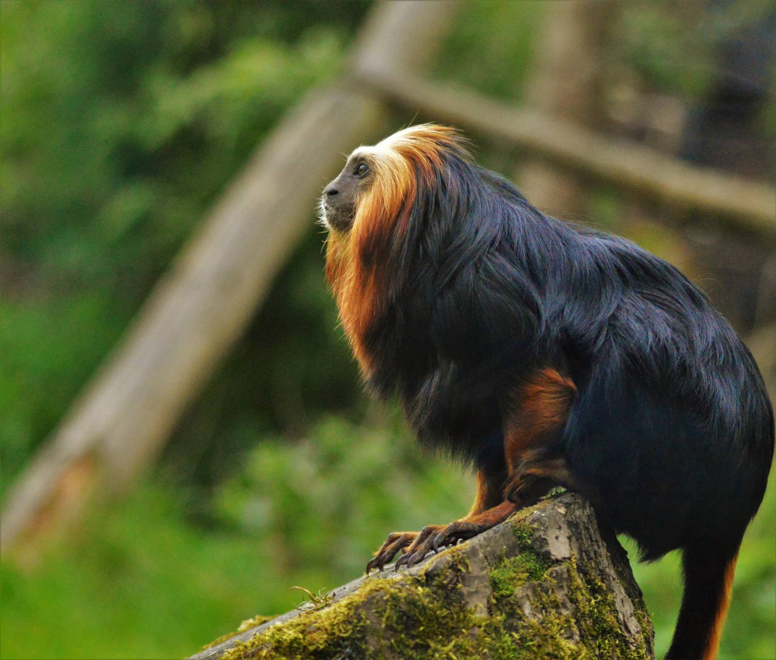 Golden Headed Lion Tamarin