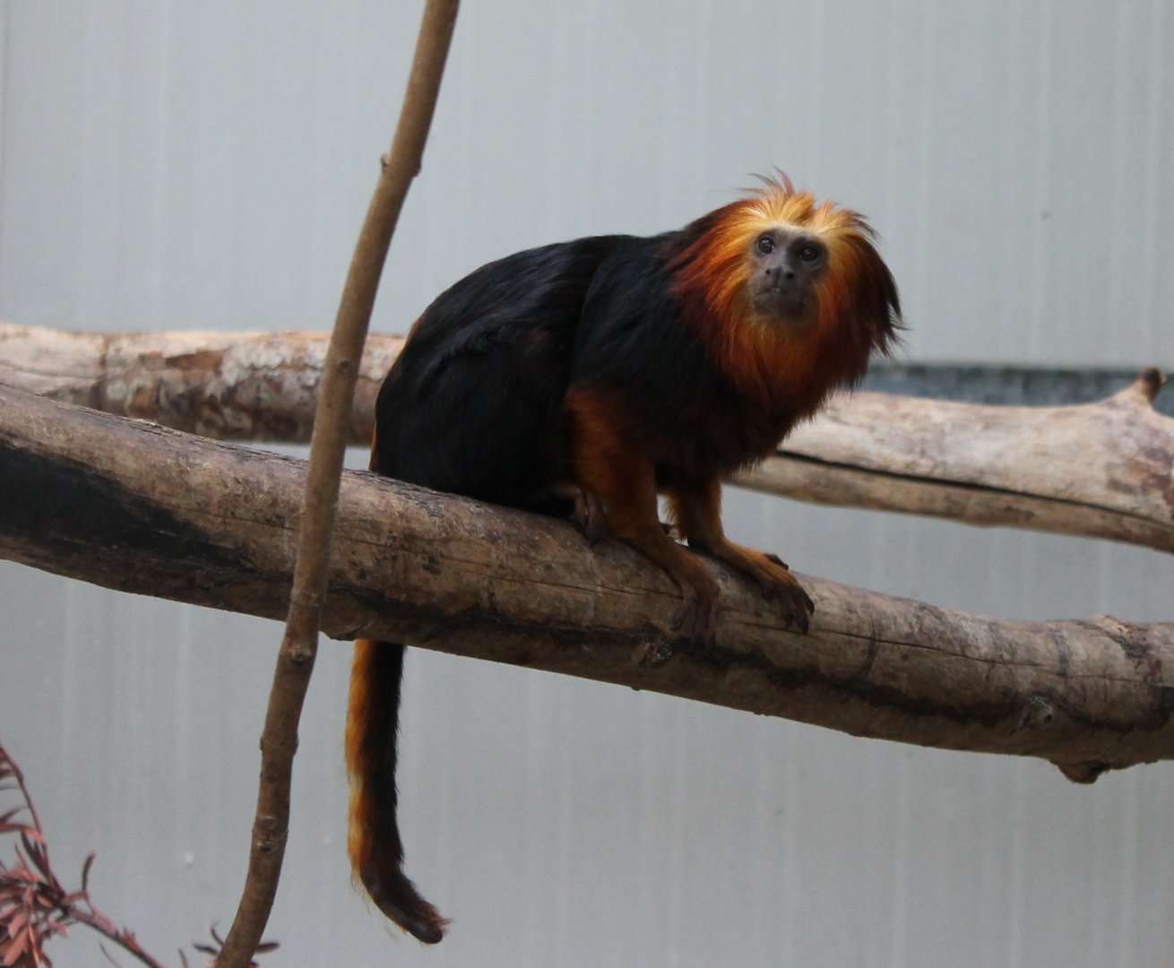 Golden-headed lion-tamarin