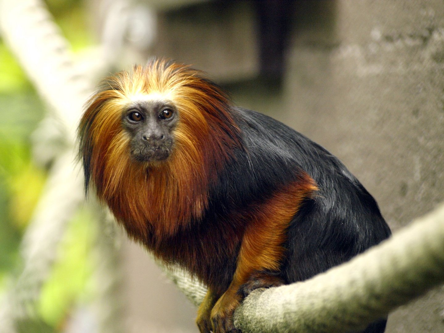 Golden-headed lion tamarin