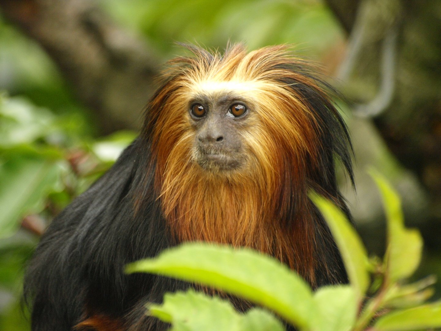Golden-headed lion tamarin