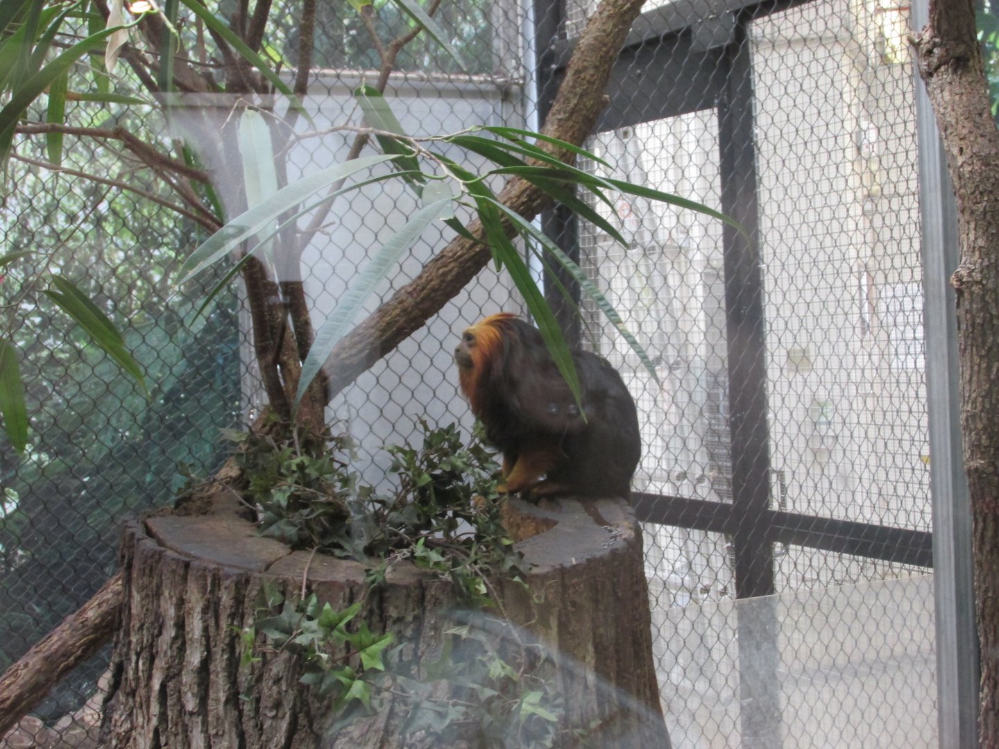 golden headed lion tamarin