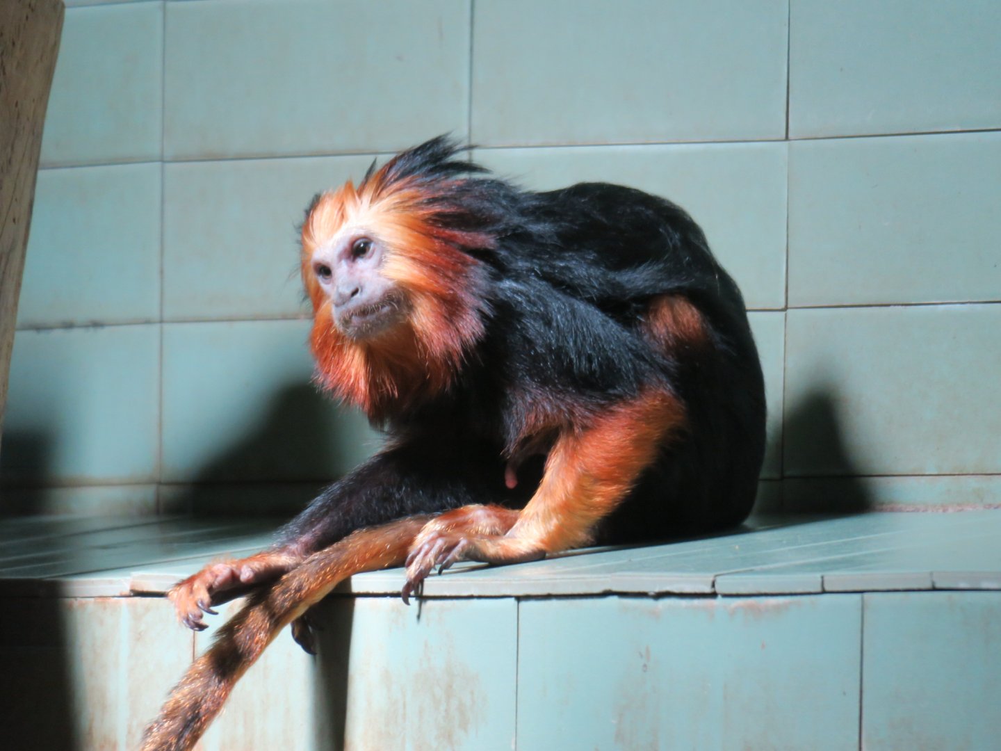 golden-headed lion tamarin