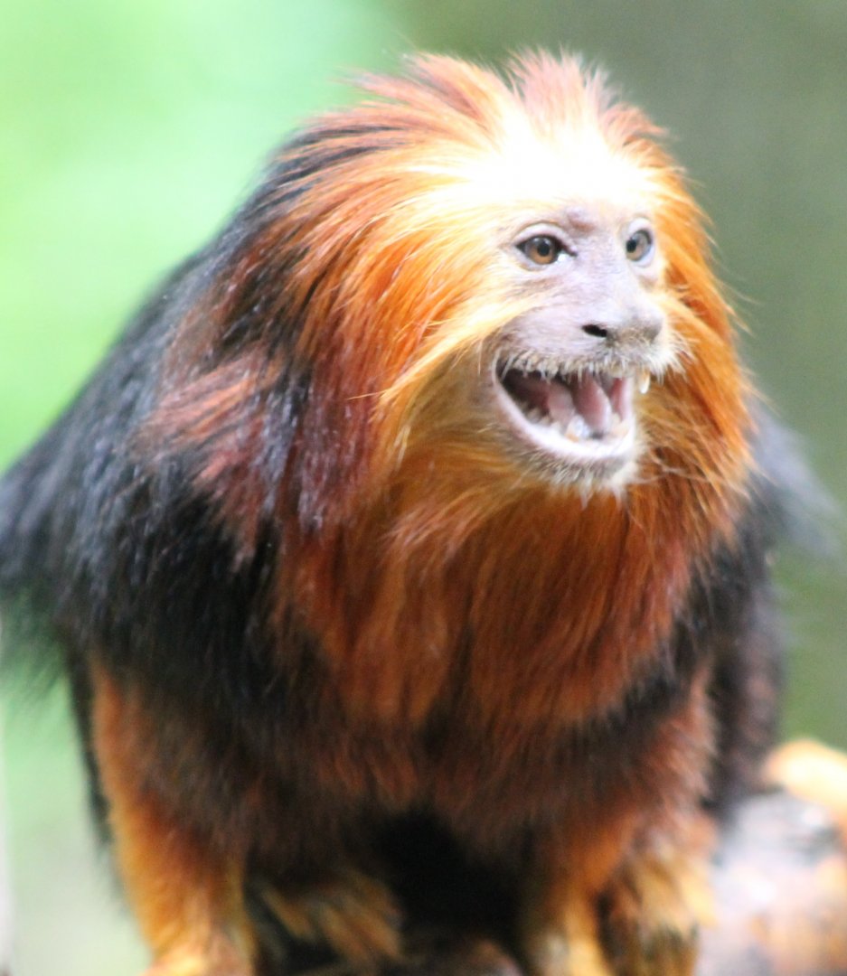Golden-headed lion-tamarin