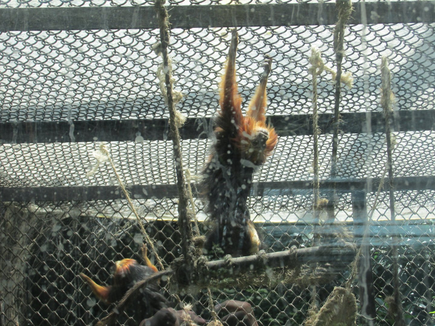 golden headed lion tamarin