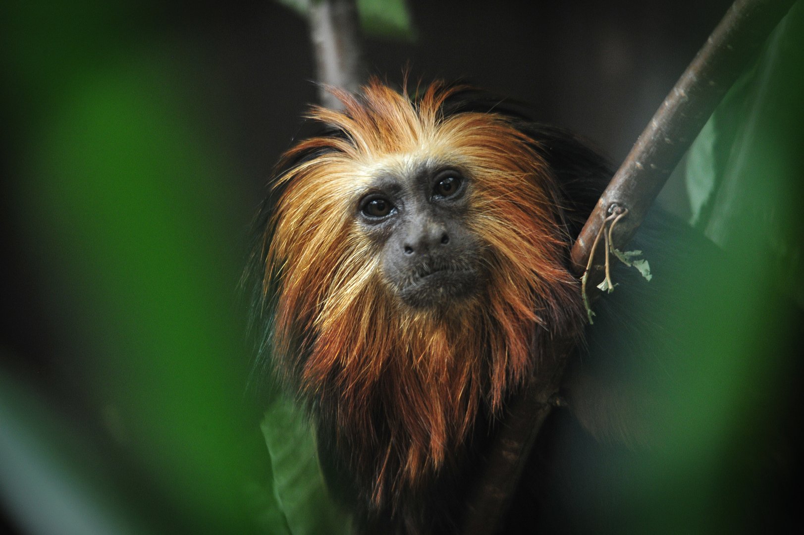Golden-headed lion tamarin