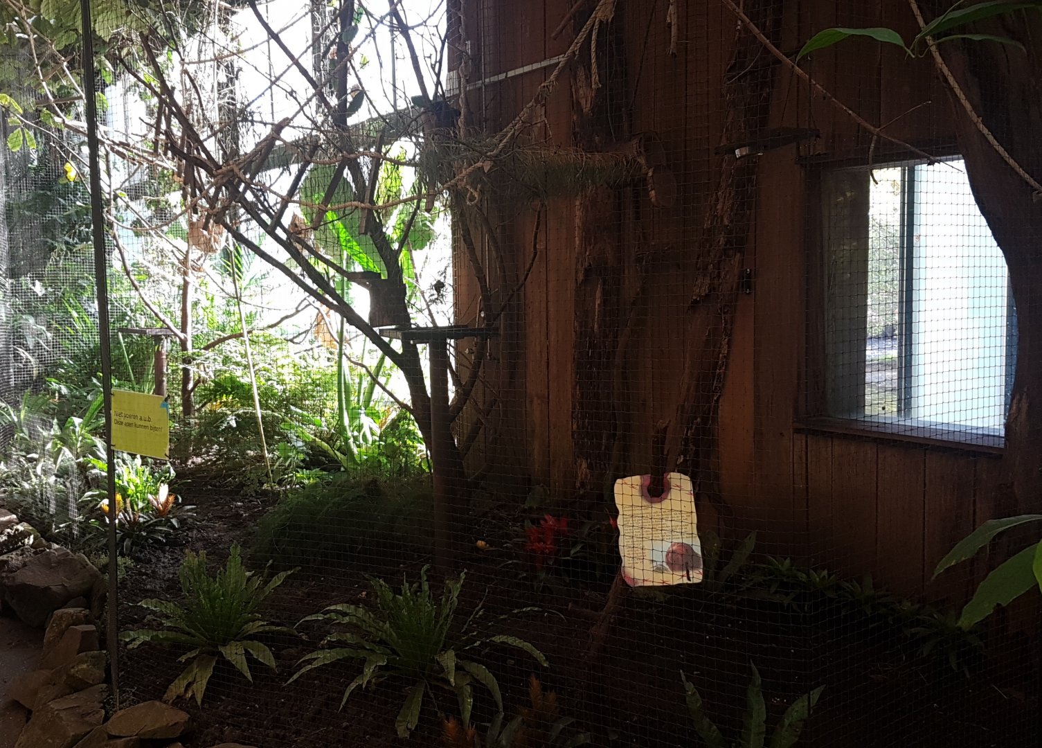 Golden-headed lion tamarin