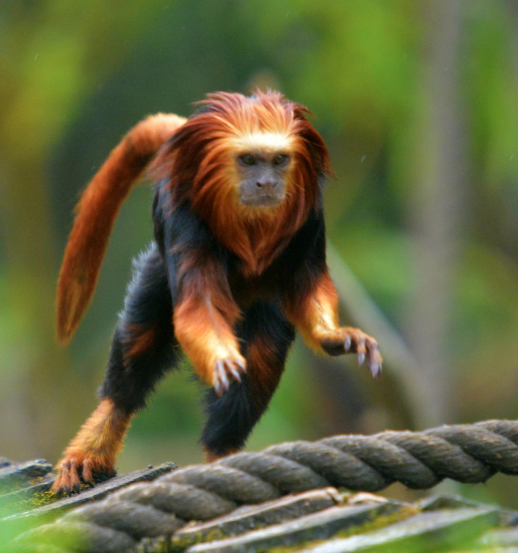Golden Headed Lion Tamarin