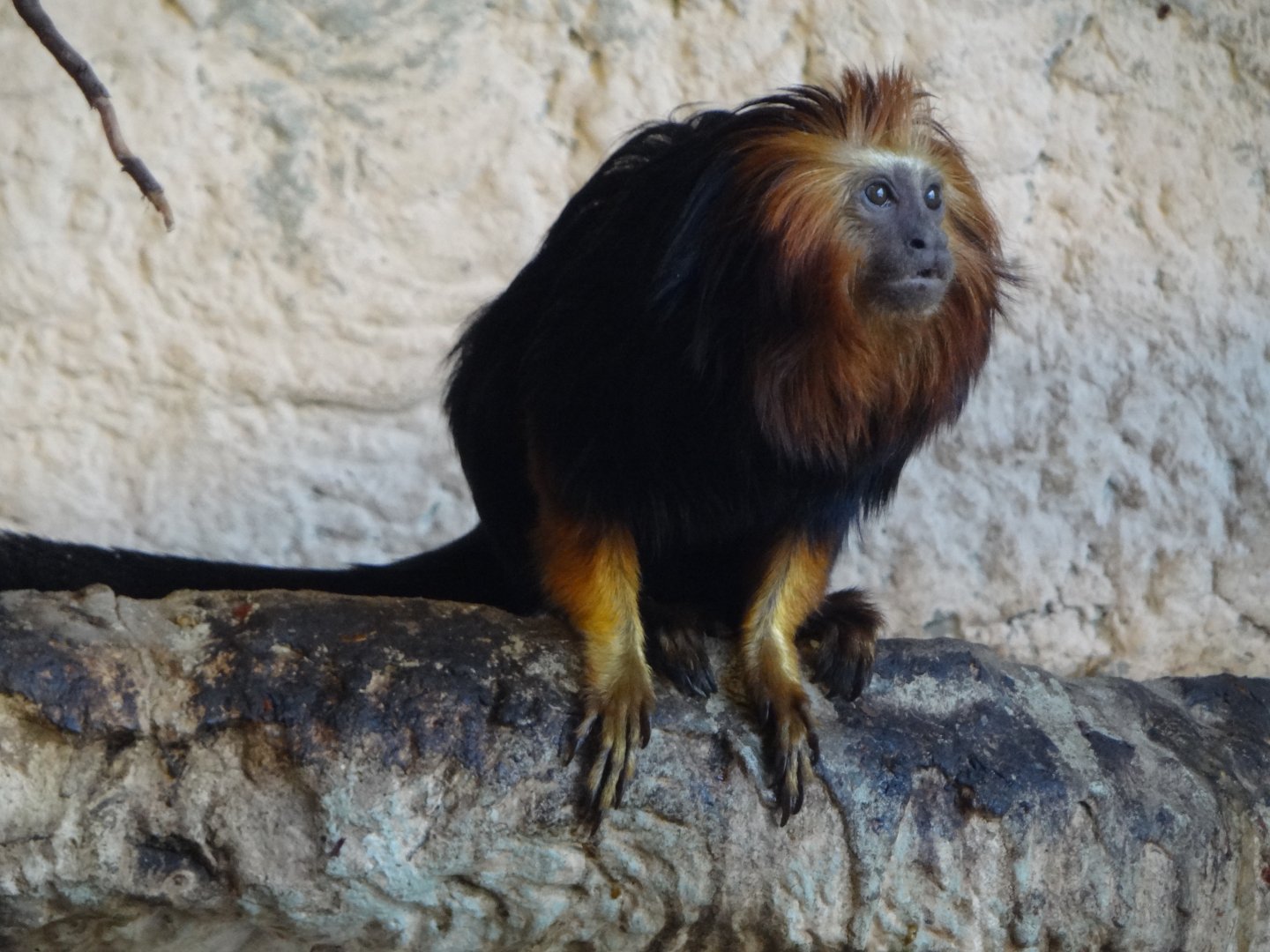 Golden-headed Lion Tamarin