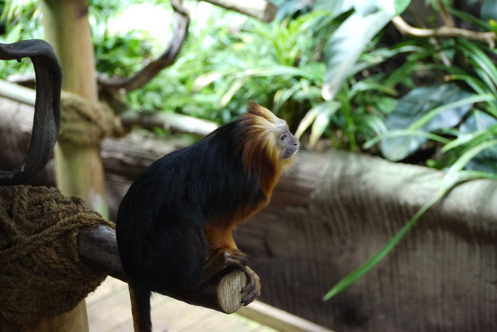 Golden-Headed Lion Tamarin