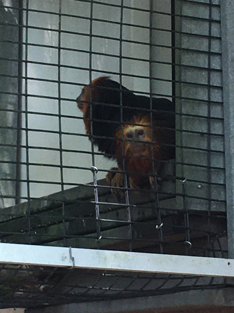 Golden-headed Lion Tamarin