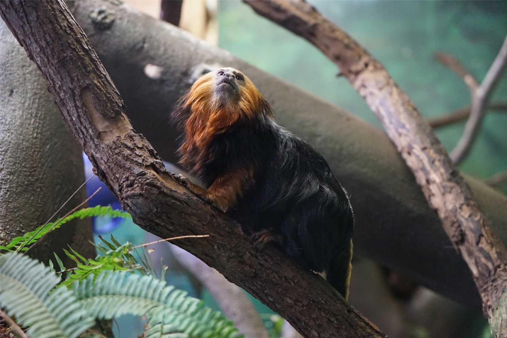Golden-headed Lion Tamarin