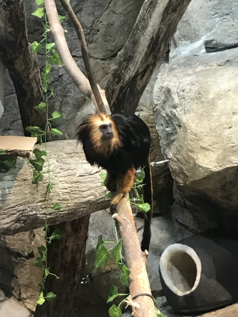 Golden-headed lion tamarin