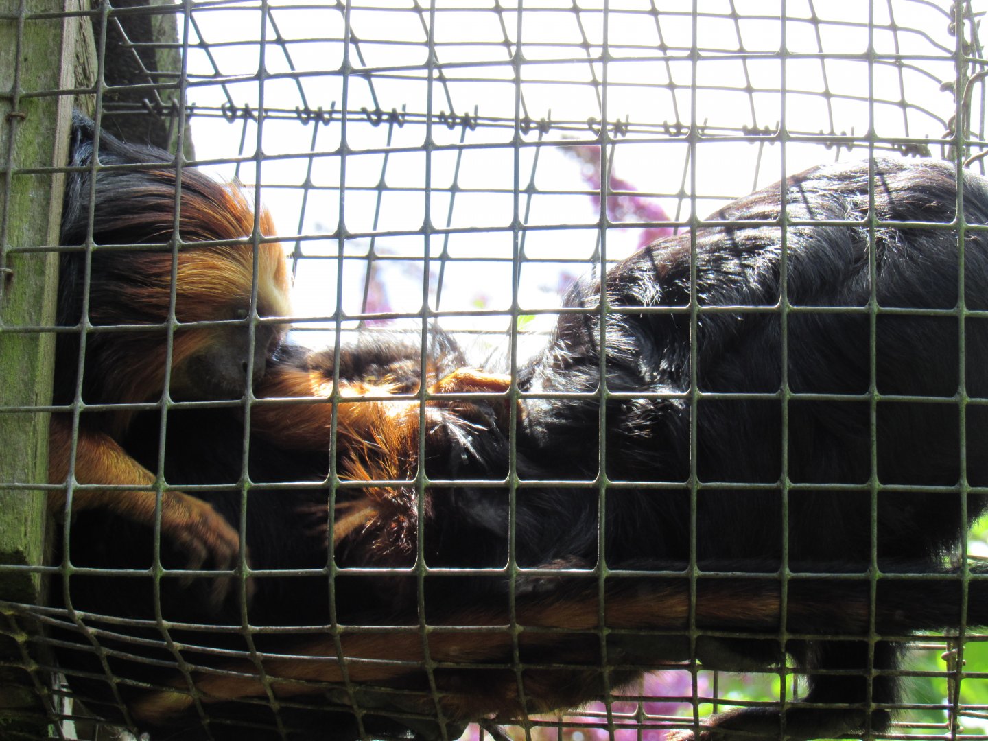 Golden-Headed Lion Tamarin