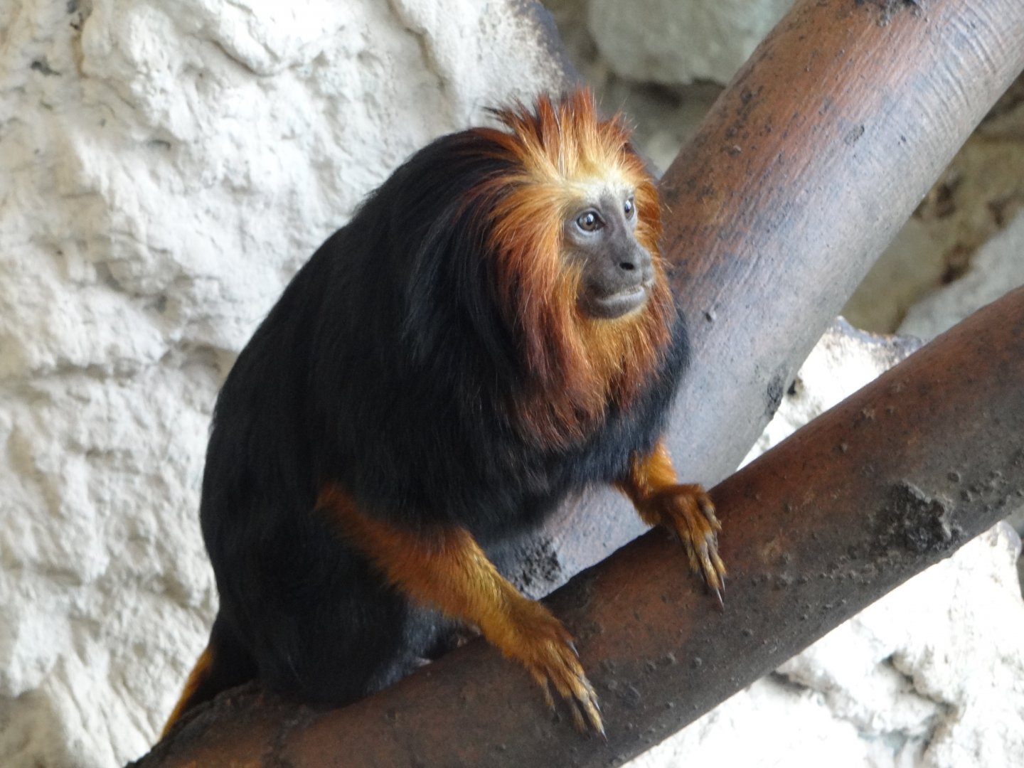 Golden-headed Lion Tamarin