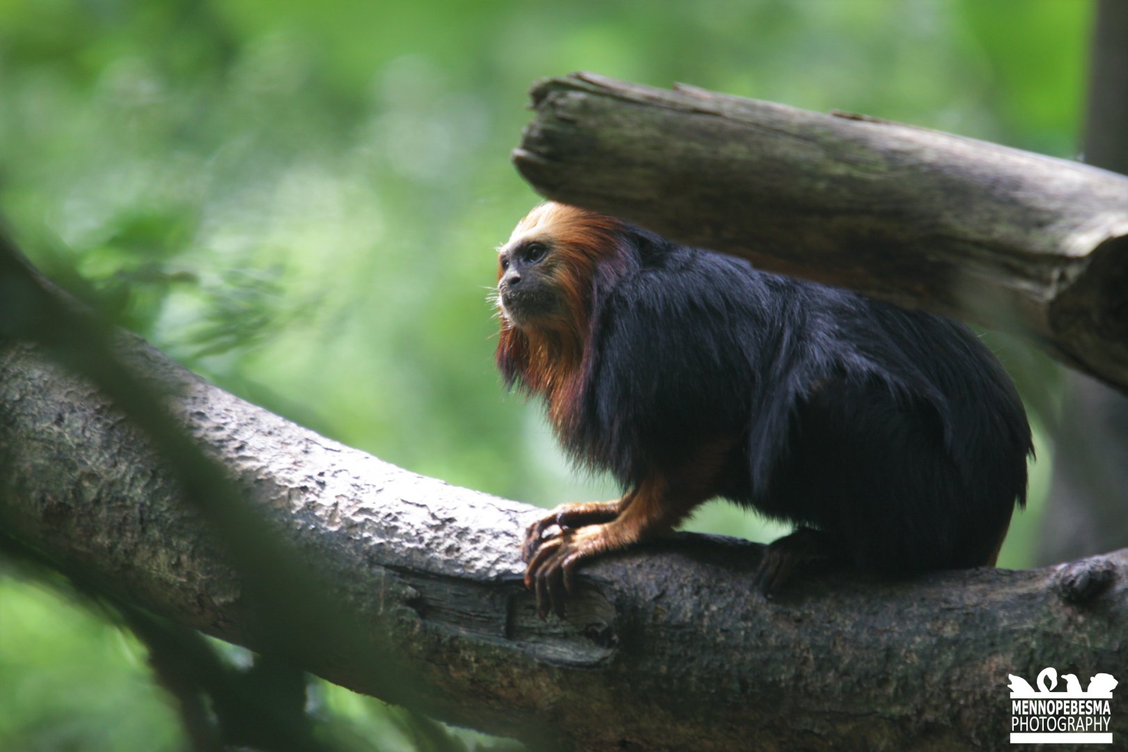 Golden-headed lion tamarin
