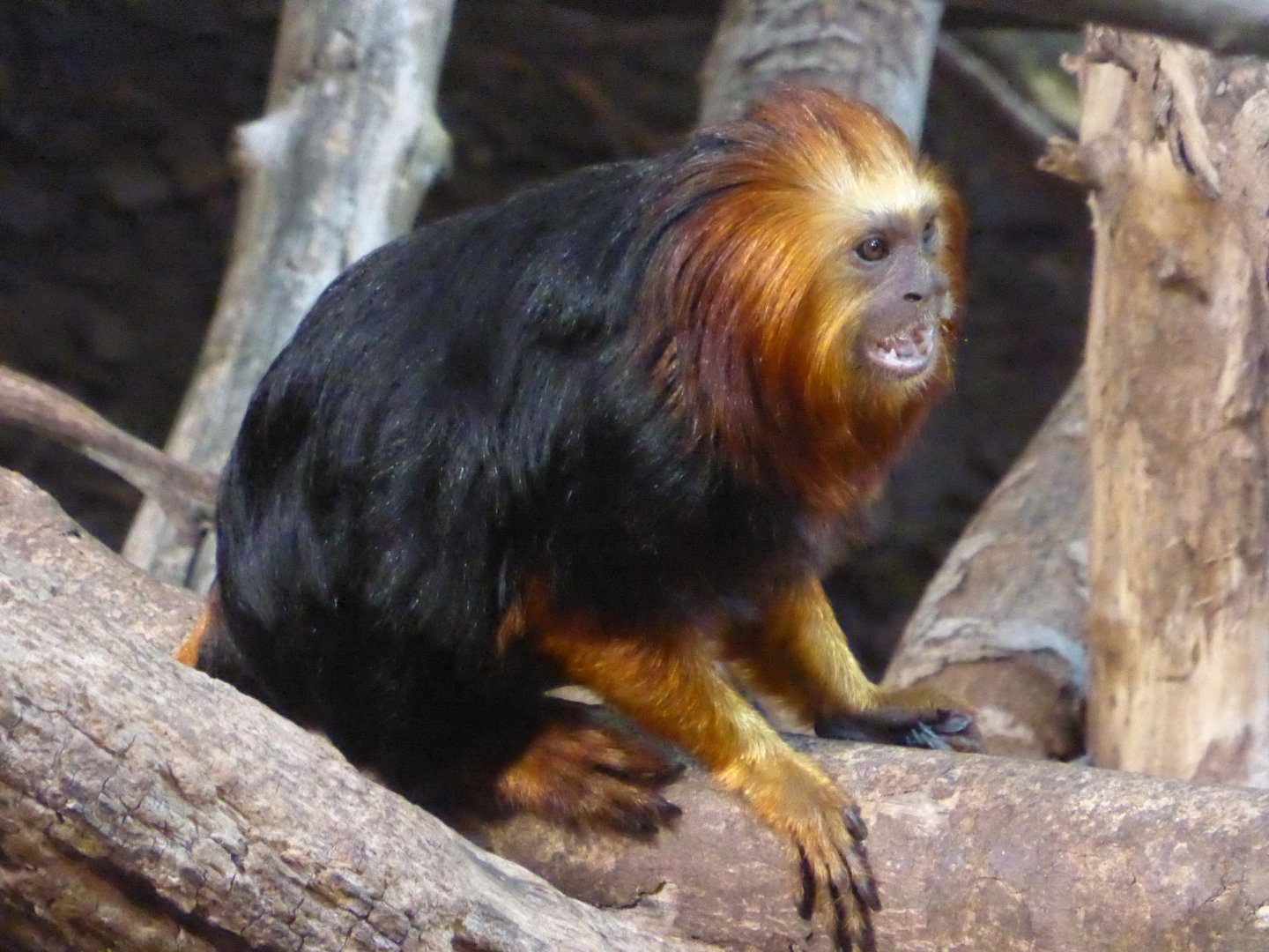 Golden-headed Lion Tamarin