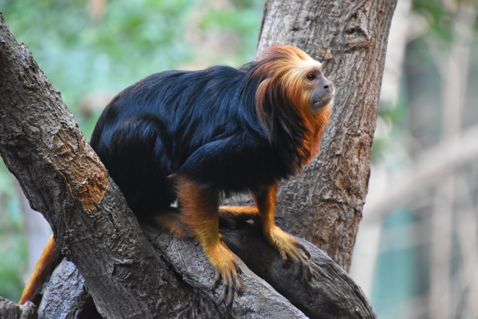Golden-headed lion tamarin