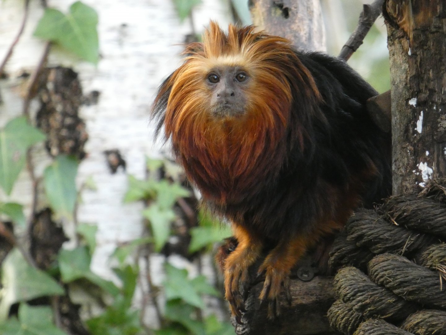 Golden-headed lion tamarin