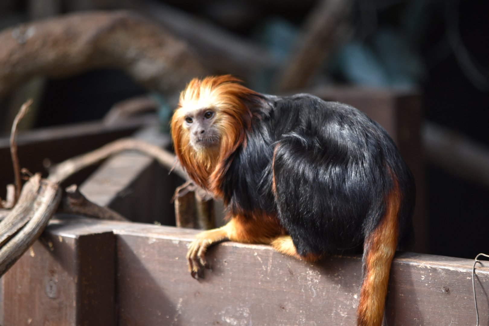 Golden-headed lion tamarin