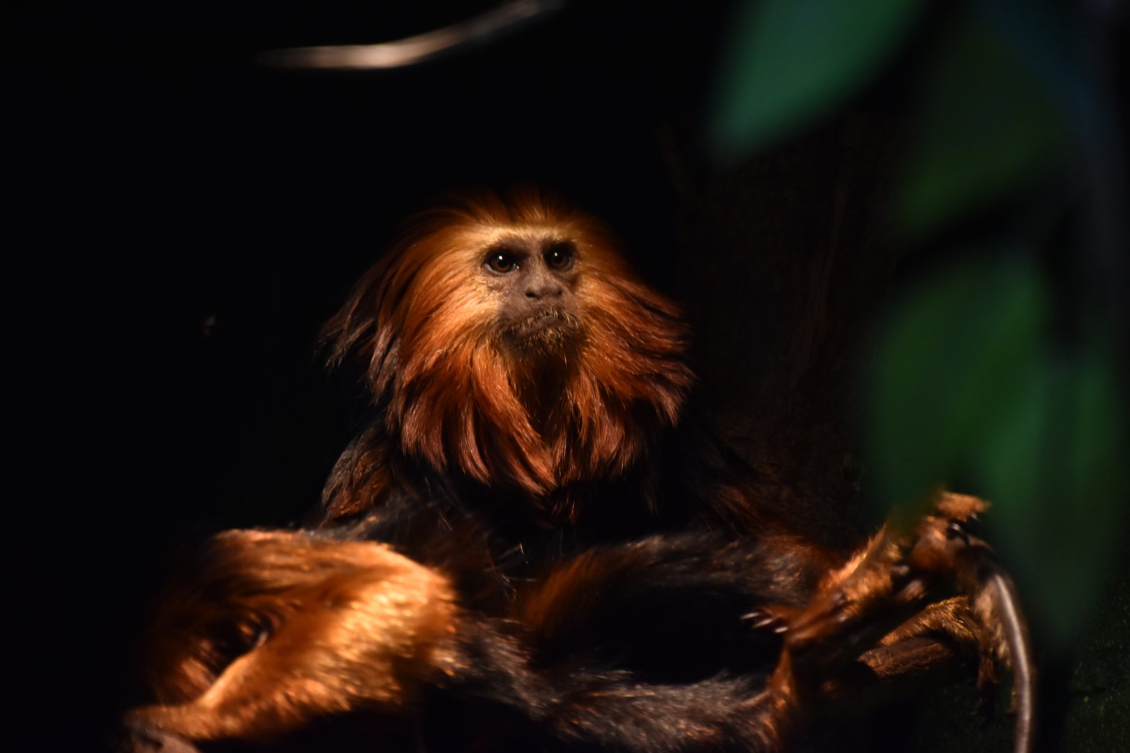 Golden-headed lion tamarin