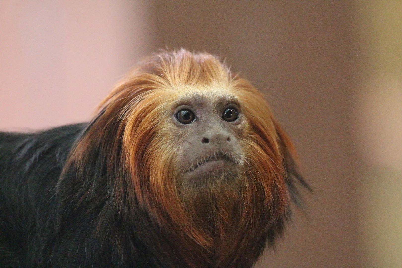 Golden Headed Lion Tamarin