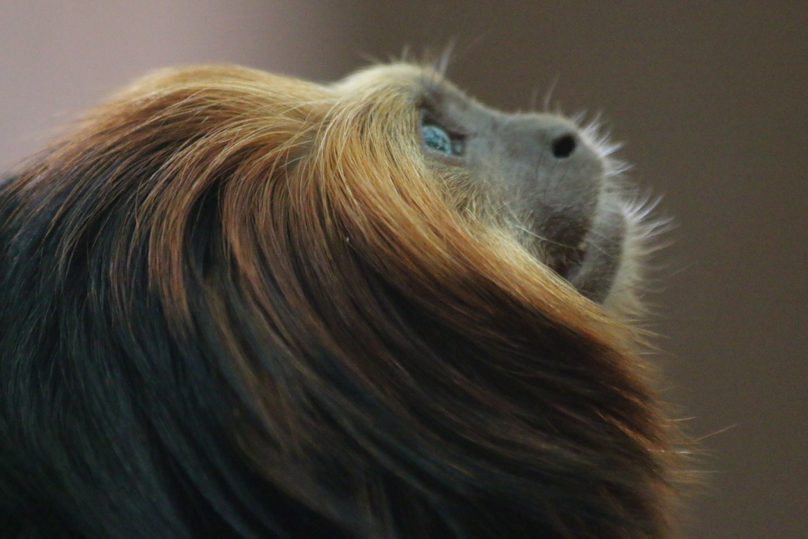 Golden Headed Lion Tamarin