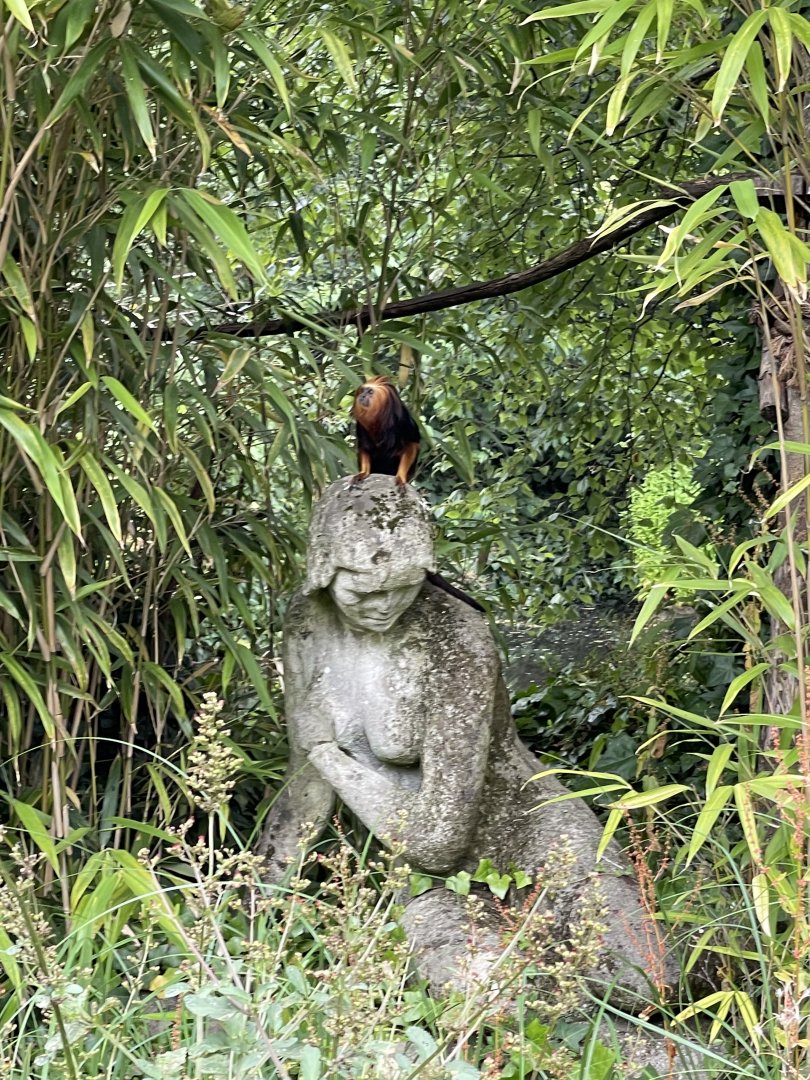 Golden headed lion tamarin