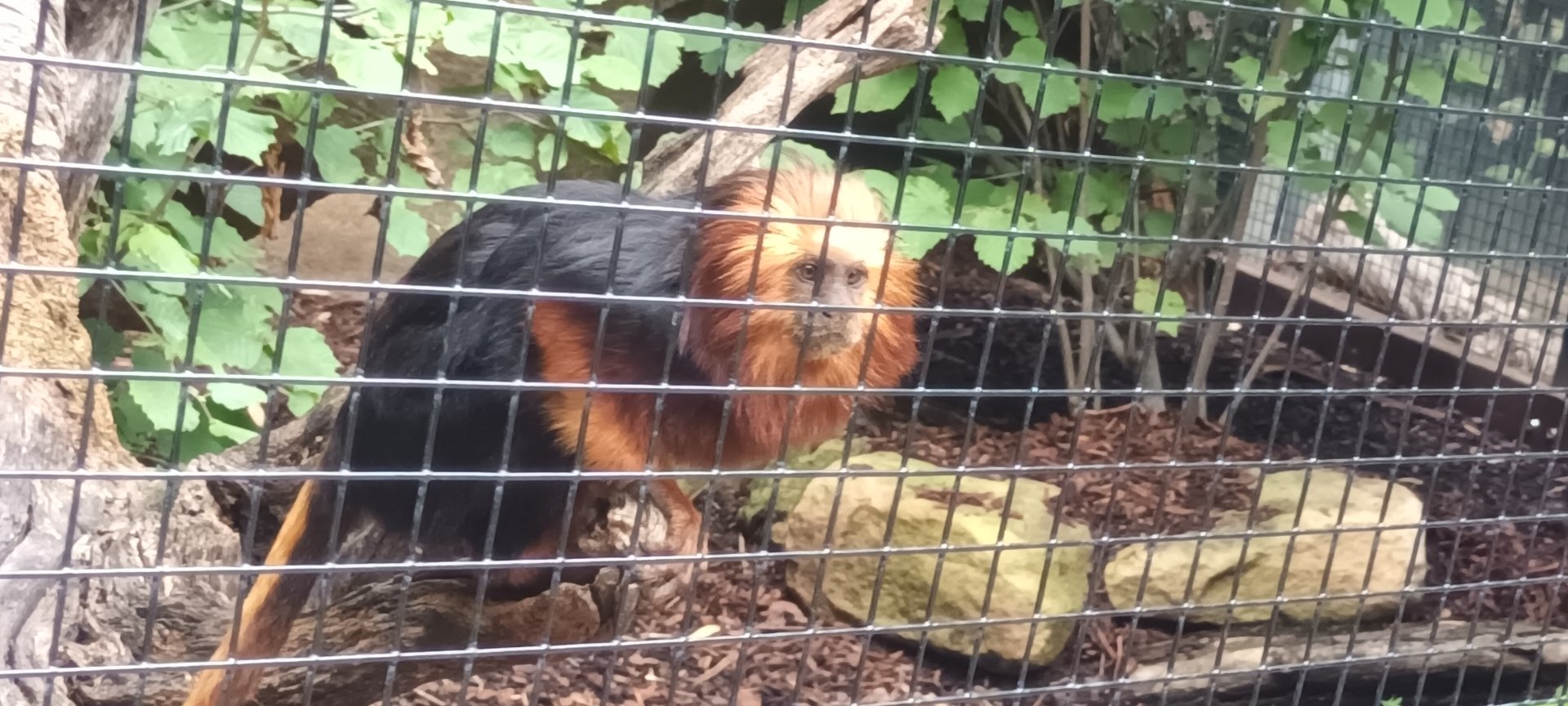 Golden headed Lion Tamarin