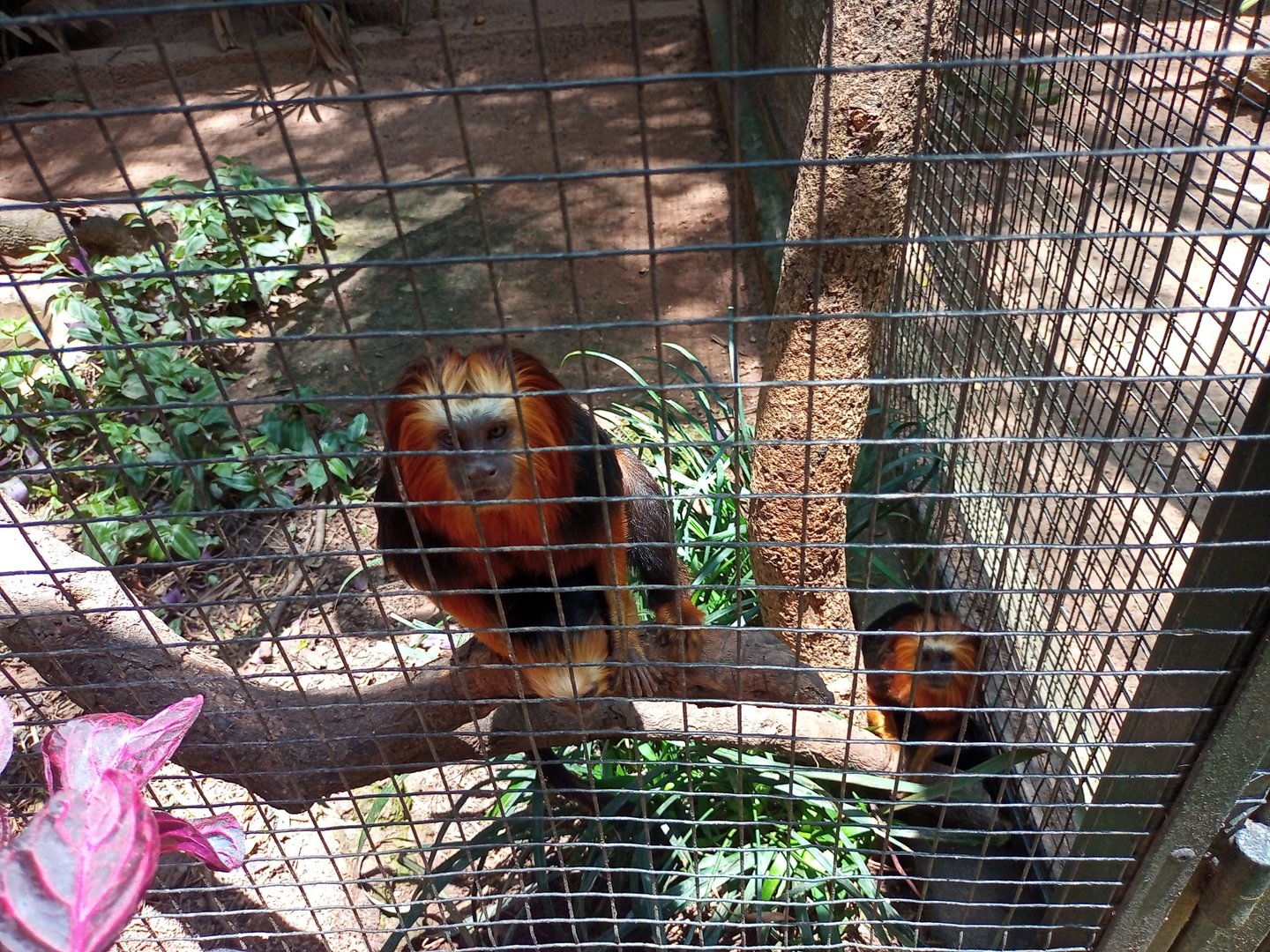 Golden headed Lion tamarin