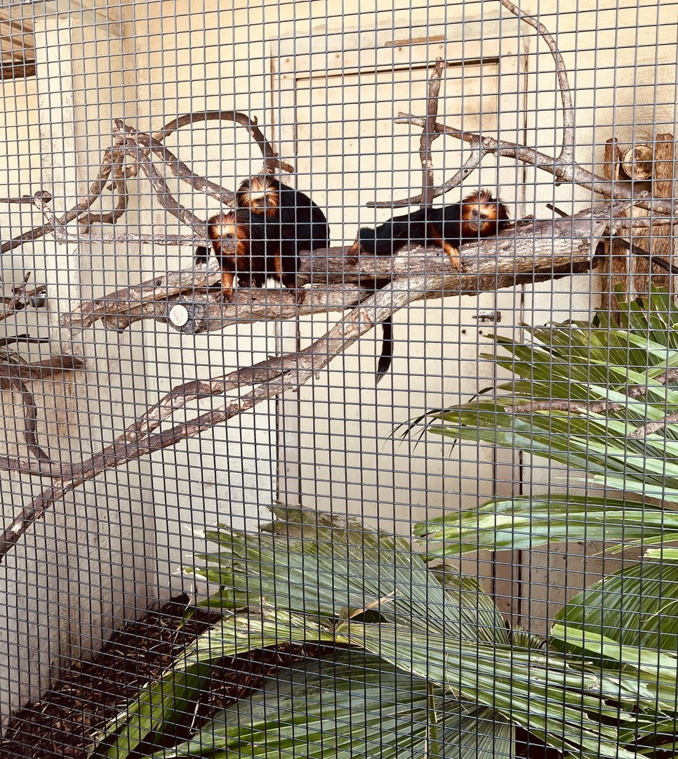 Golden-headed Lion Tamarin