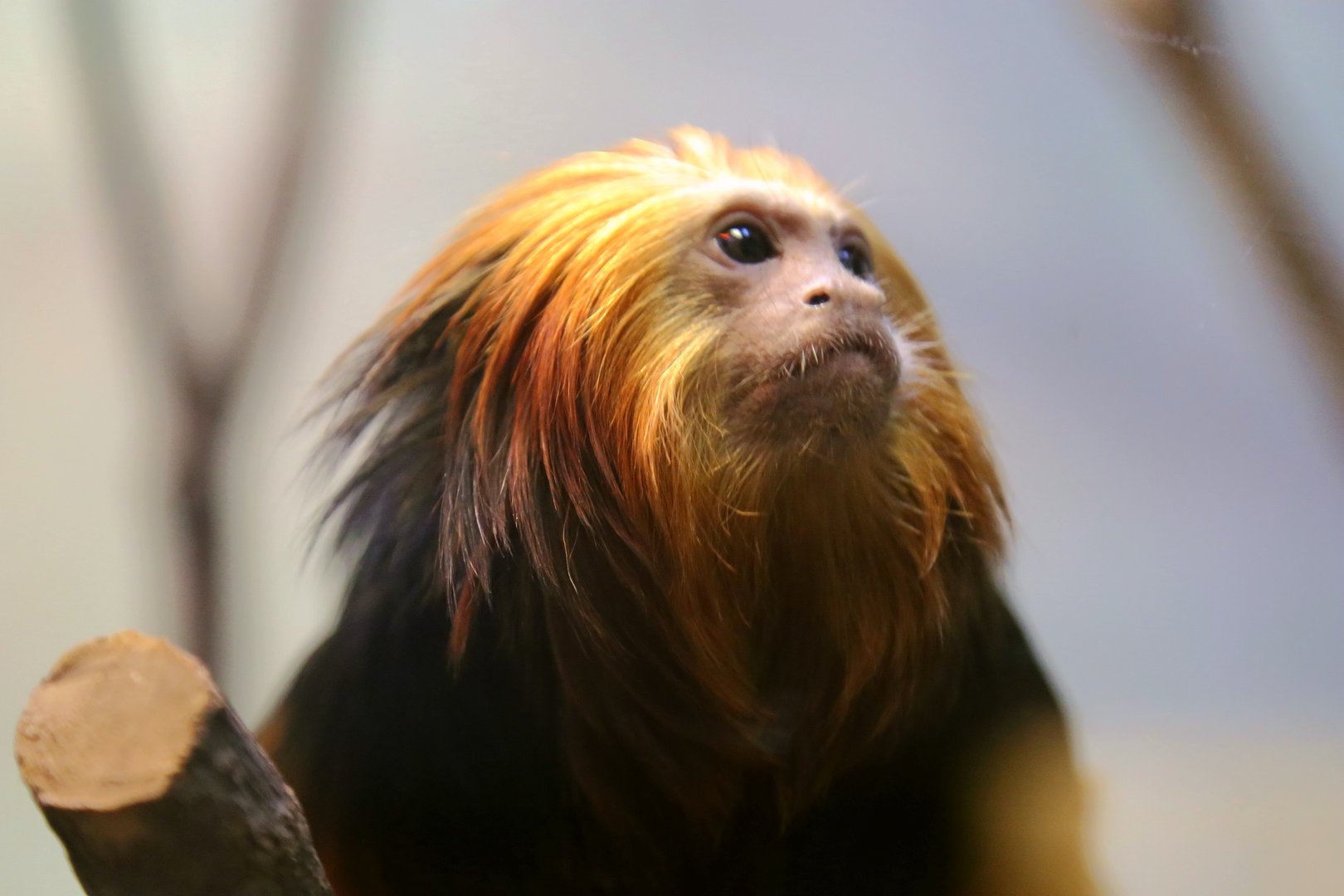 Golden-headed Lion Tamarin