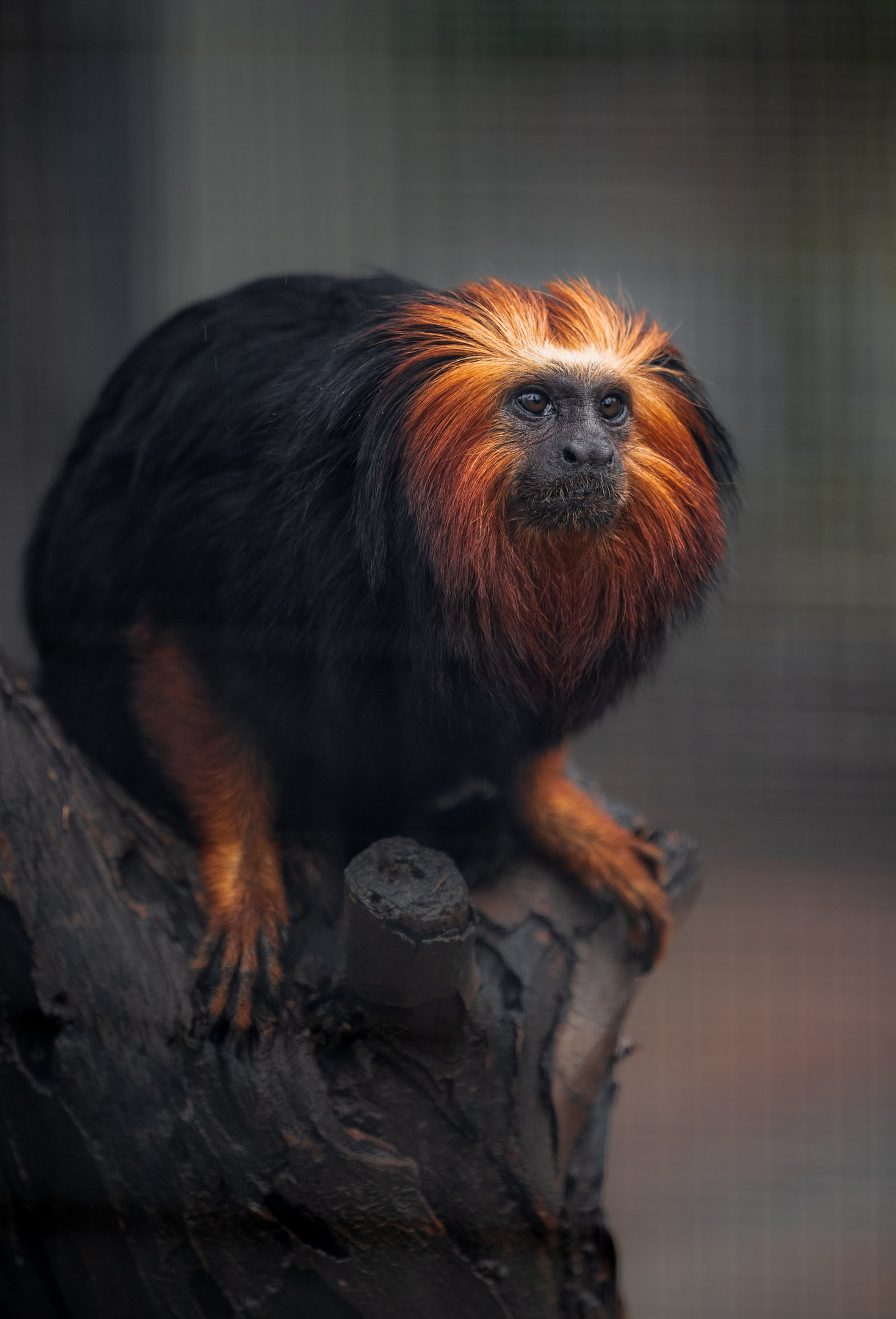 Golden Headed Lion Tamarin