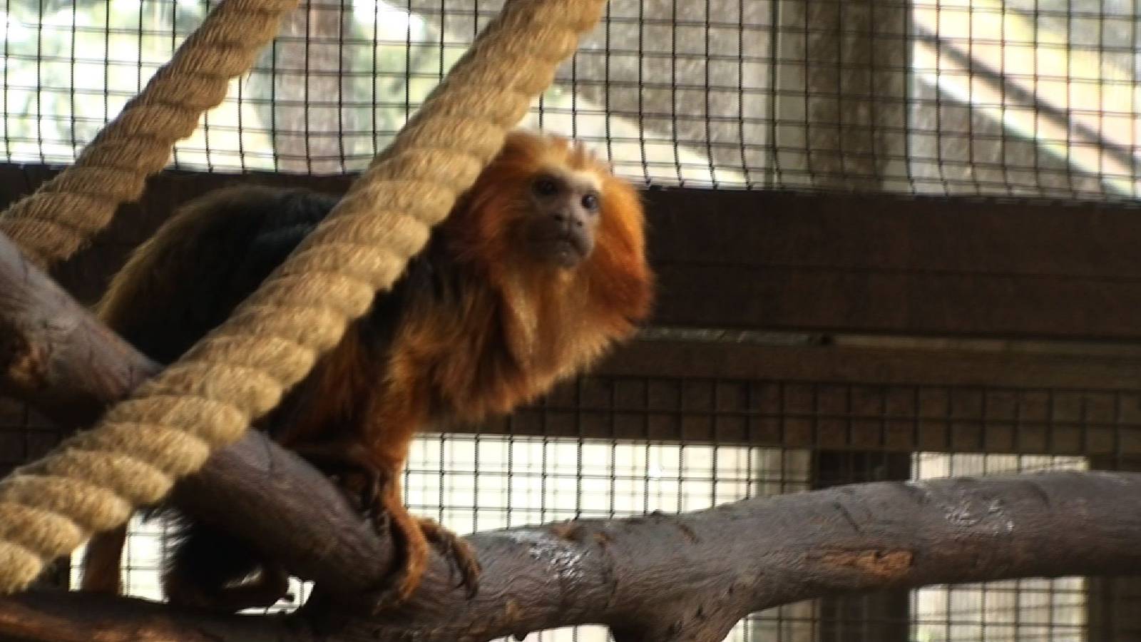 Golden Headed lion Tamarin