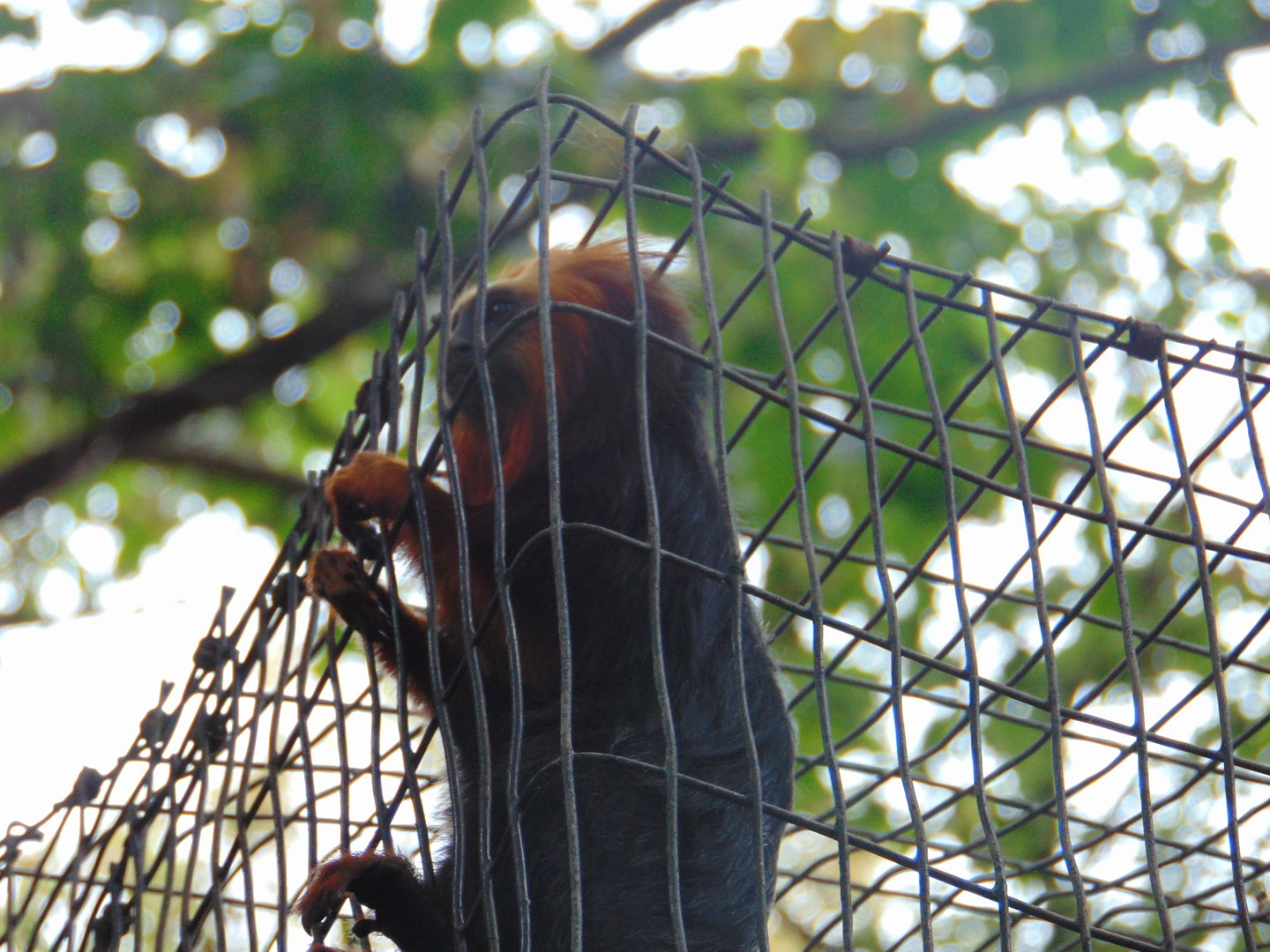 Golden-headed Lion Tamarin