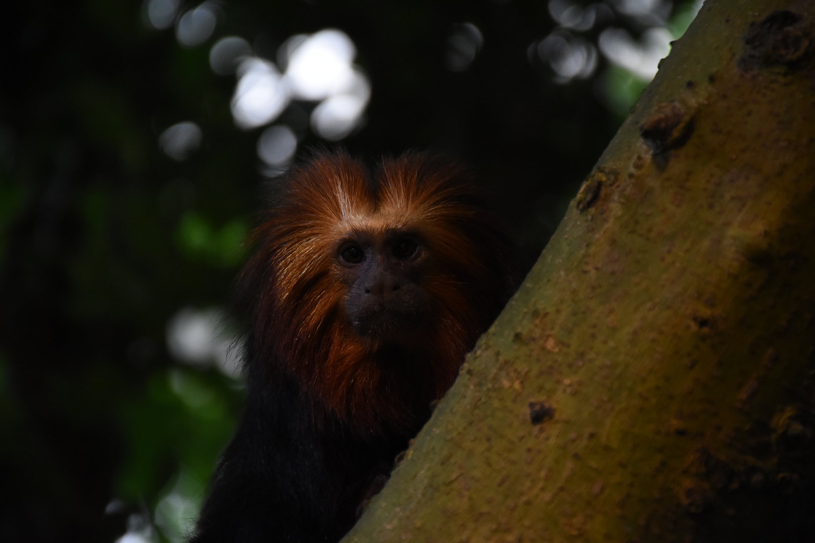 Golden-headed lion tamarin