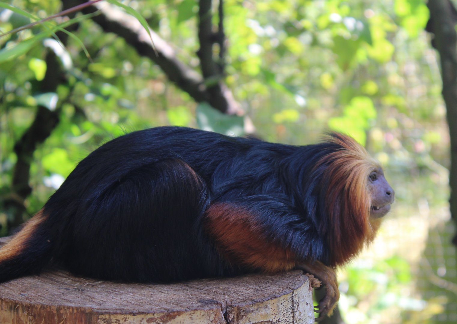 Golden-headed lion tamarin