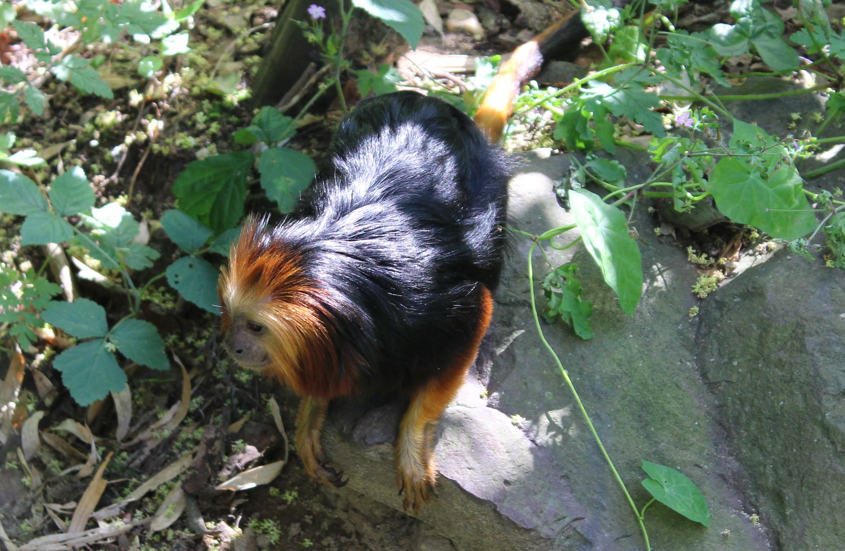Golden-headed lion tamarin